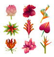 collection of exotic flowers or tropical plants vector image