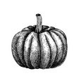 hand sketched pumpkin butternut squash drawing t vector image vector image