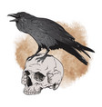 raven and skull on sepia background vector image