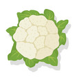 vegetable cauliflower cabbage vector image