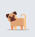 pug cute dog icon furry human friends home animals vector image vector image
