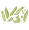 set hand drawn pastel peas vector image