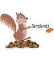 squirel vector image