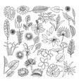 flowers and leaves of tropical plants vector image