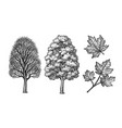 winter and summer maple trees vector image