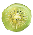 kiwi vector image