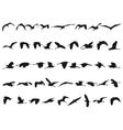 herons vector image
