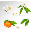 set of elements of the structure of a mandarin vector image