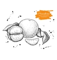 hand drawn mandarin set engraved vector image