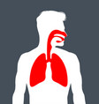 human respiratory system vector image