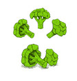 hand drawn set of broccoli sketch vector image