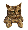 brown striped cat with green eyes head and paws vector image vector image