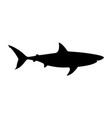 shark vector image