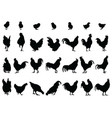 roosters hens and chickens vector image