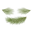 eps 10 set pine branches vector image