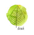 leaf of birch tree vector image vector image