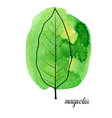 leaf of magnolia tree vector image vector image
