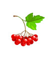 viburnum fruits or berries icon food garden vector image