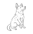 queensland heeler dog isolated on white background vector image