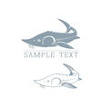 sturgeon vector image vector image