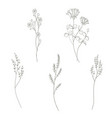 botanical drawing minimal plant logo meadow vector image vector image