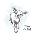 funny smooth-haired chihuahua vector image