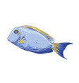 hand drawn sketch fish in color isolated vector image vector image