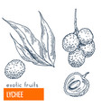 lychee hand drawn vector image vector image