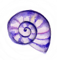 watercolor seashell vector image