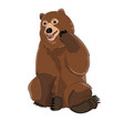 brown russian bear vector image