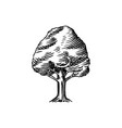 olive tree in vintage style the national symbol vector image