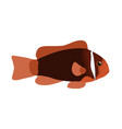 amphiprion frenatus - tomato clownfish - female vector image vector image