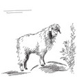 hand drawn fluffy goat vector image