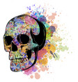 Watercolor human skull Royalty Free Vector Image