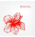 elegant white and red floral card vector image