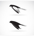 barn swallow flying design on white background vector image