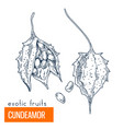 cundeamor hand drawn vector image vector image