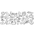 drawing sketch of vegetables vector image