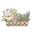 watercolor wicker basket with flowers vector image
