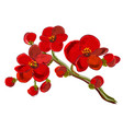 red orchid brunch vector image