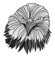 bird bald eagle head vector image