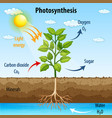 Diagram showing process photosynthesis in plant Vector Image