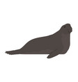 male northern elephant seal seen in side view vector image vector image