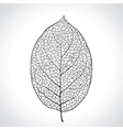 black macro leaf natural isolated vector image vector image