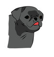 small black pug vector image vector image