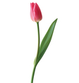 tulip vector image