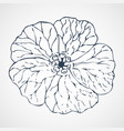geranium hand drawn vector image
