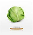 cabbage isolated on a white background vector image