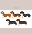 drever clipart different poses coat colors set vector image vector image