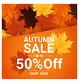 autumn sale banner with colorful leaves vector image